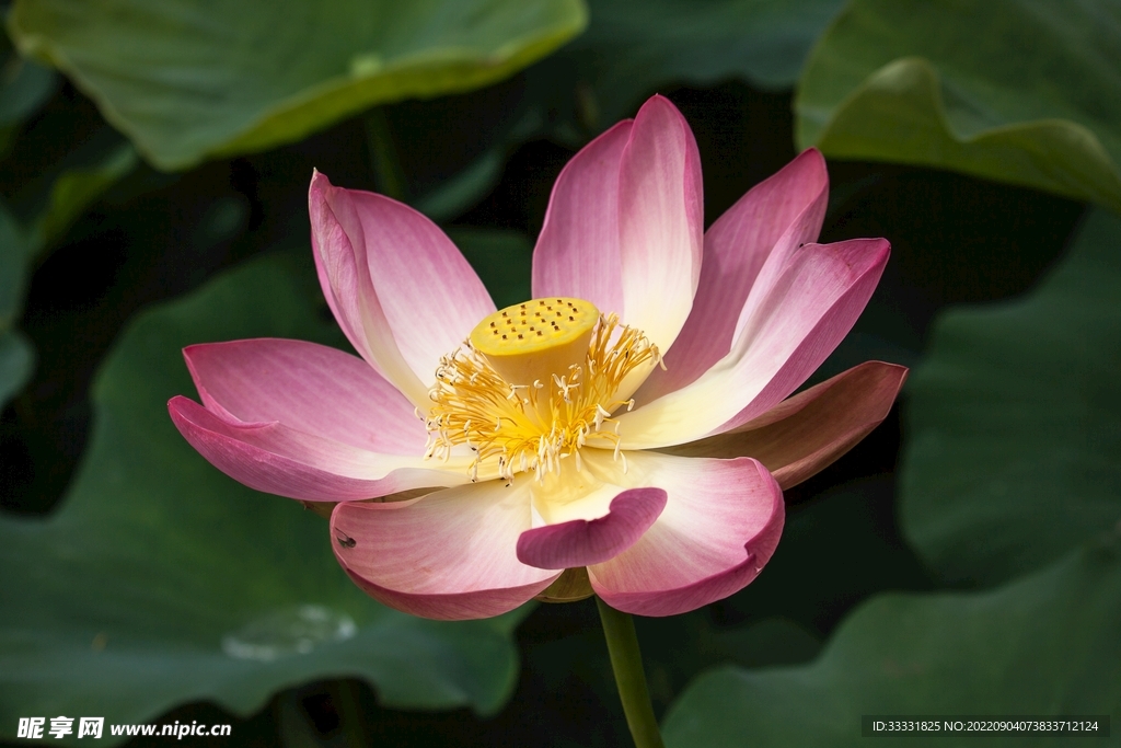 莲花
