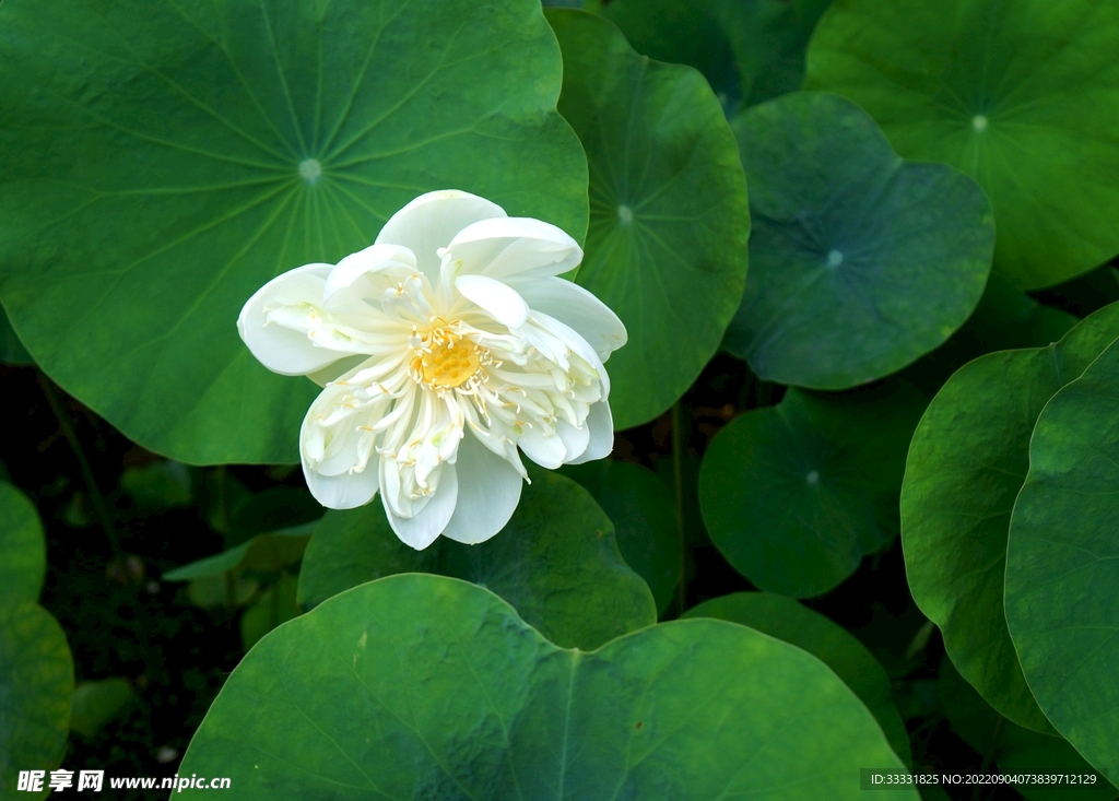 莲花