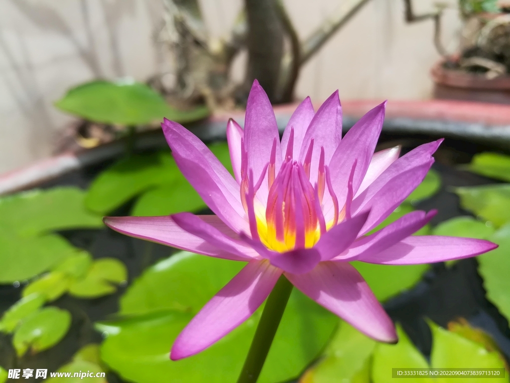 莲花