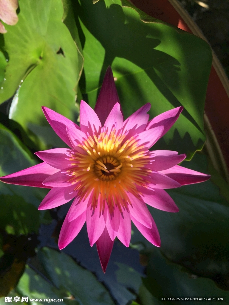 莲花