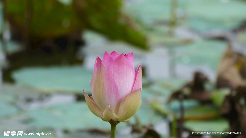 莲花