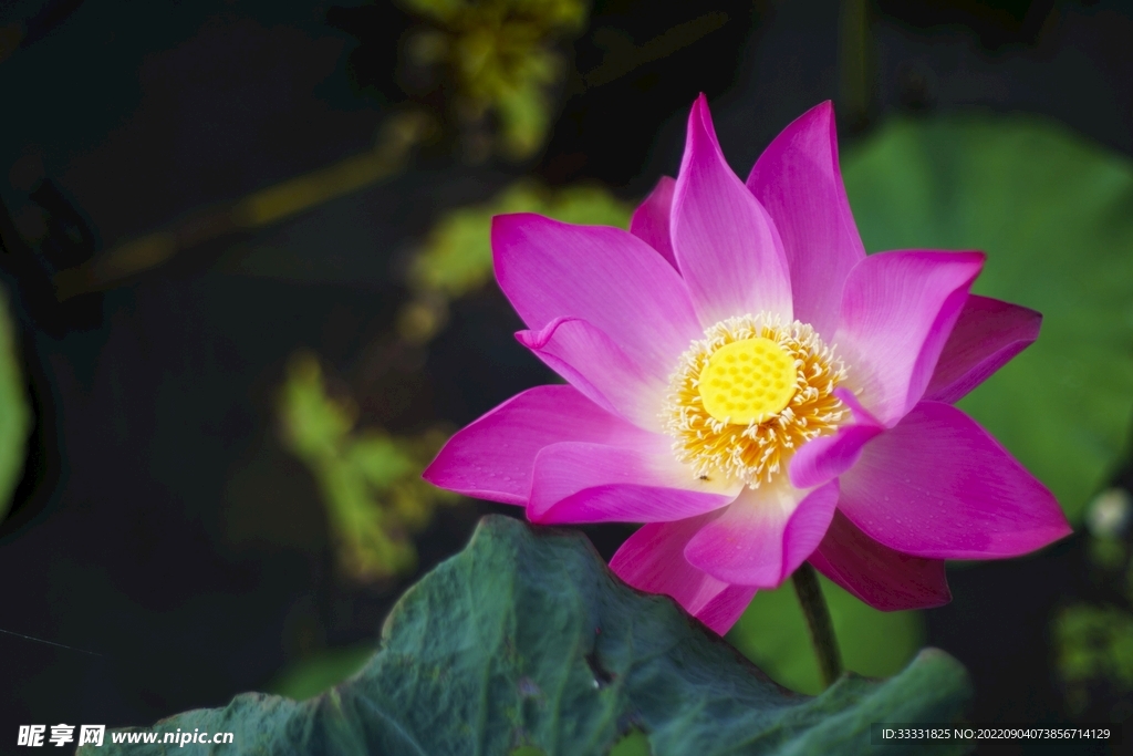 莲花