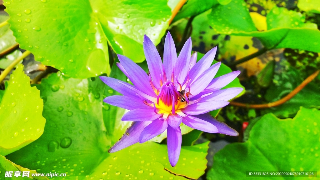 莲花