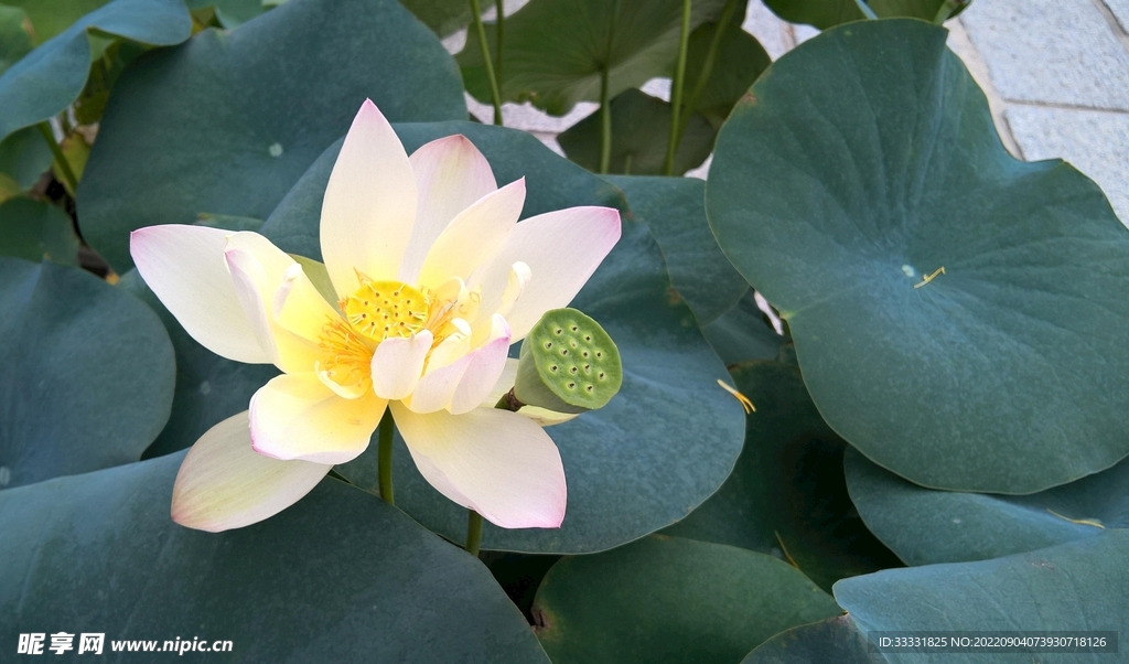 莲花