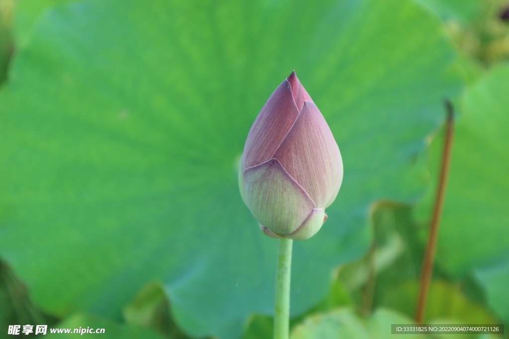 莲花
