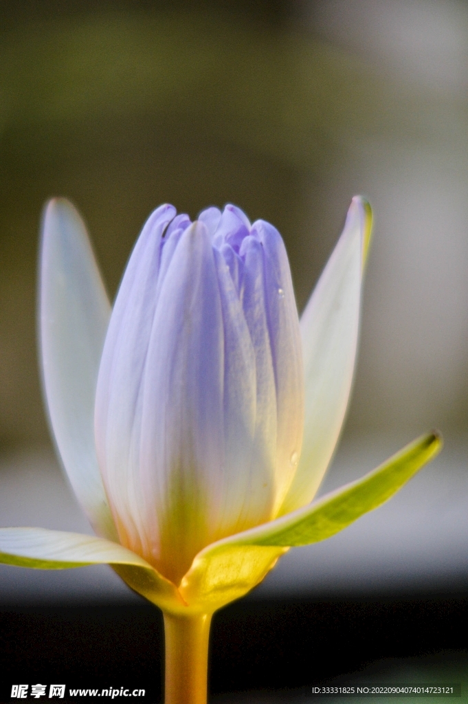 莲花