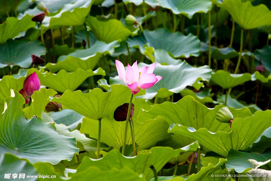 莲花