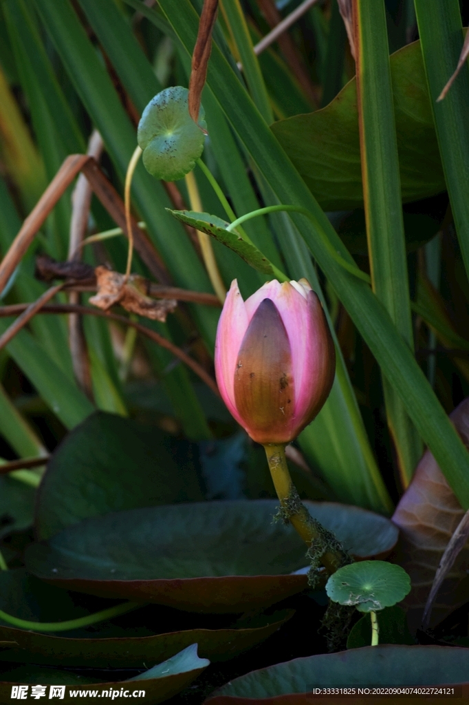 莲花
