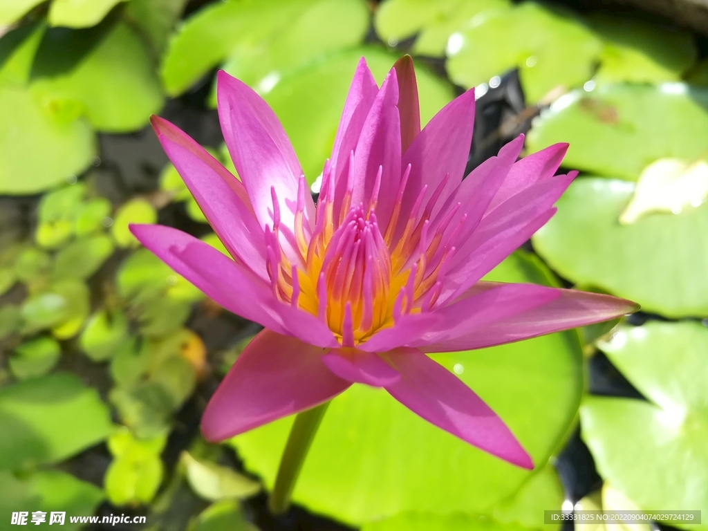 莲花