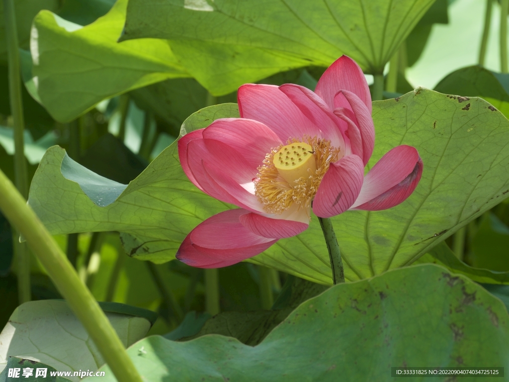 莲花