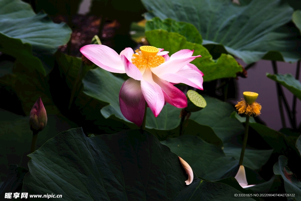 莲花