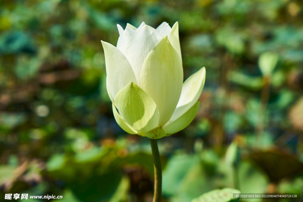 莲花