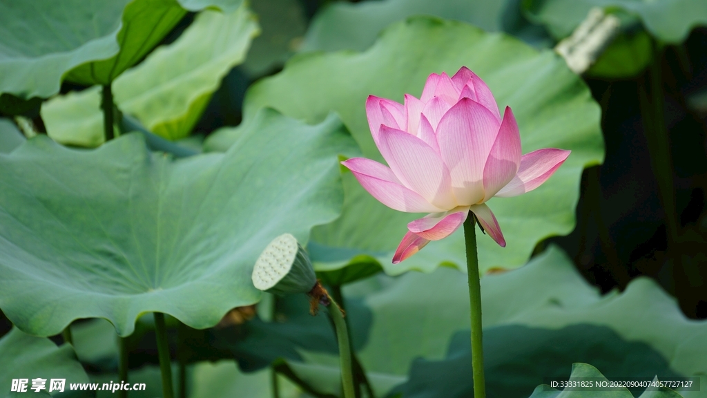 莲花