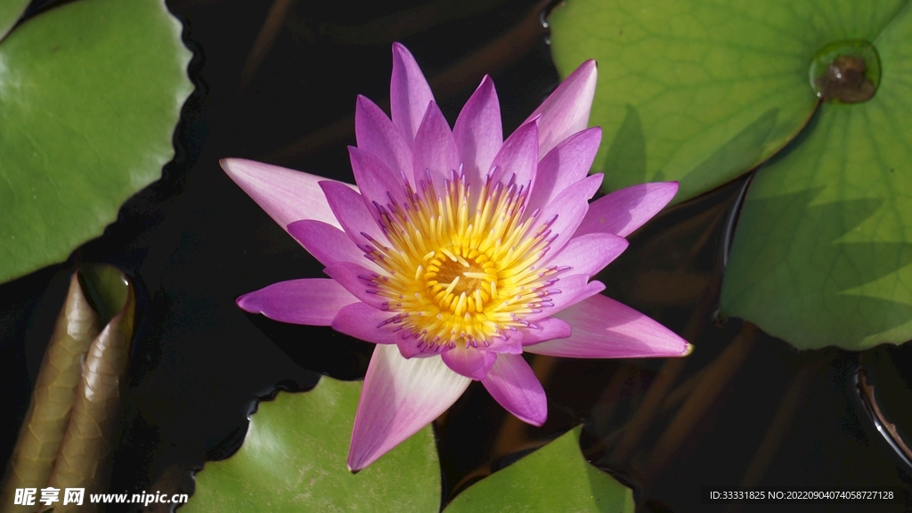 莲花