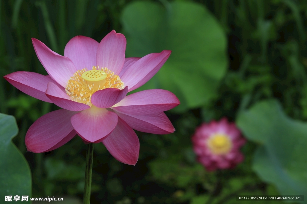 莲花