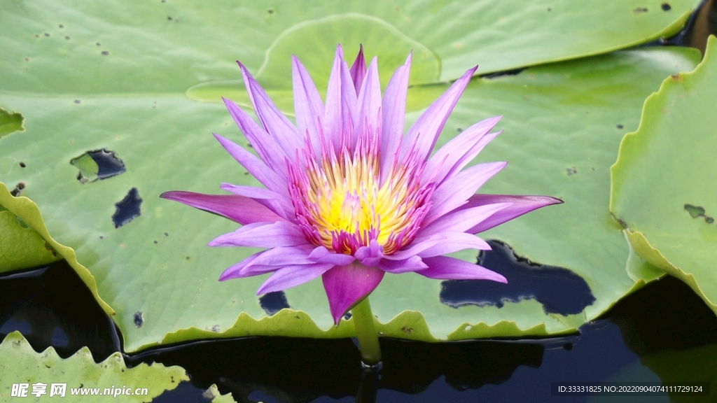 莲花