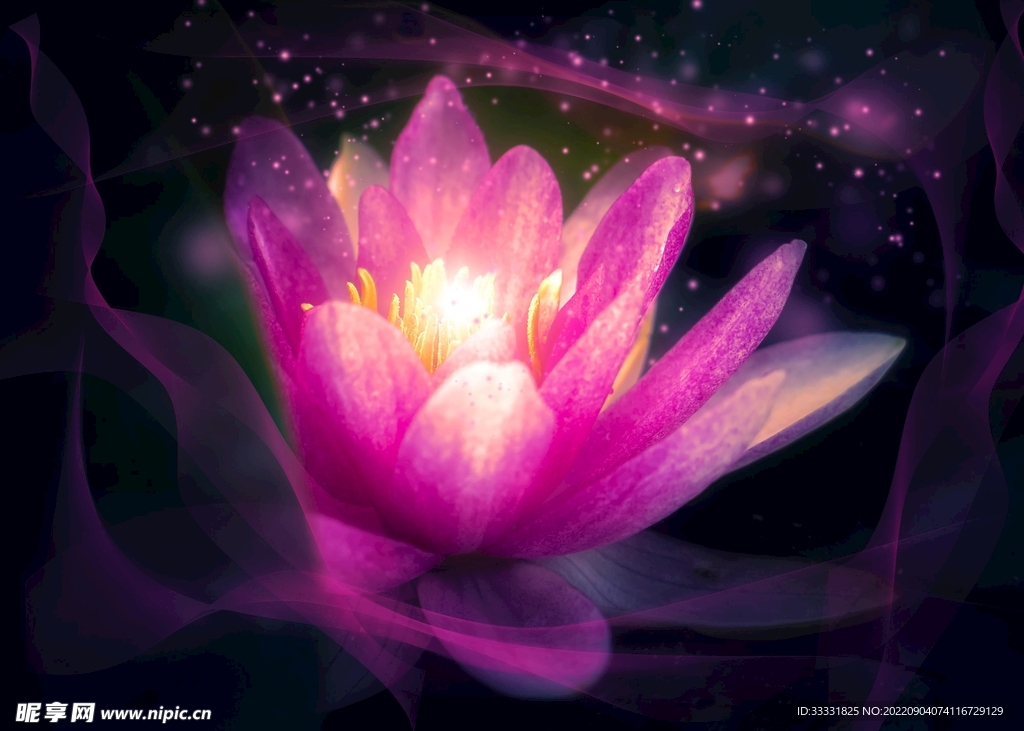 莲花