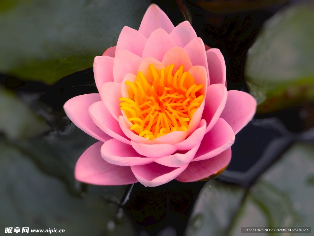 莲花