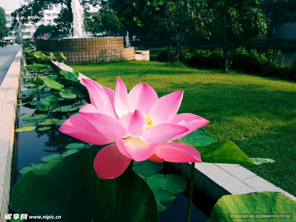 莲花