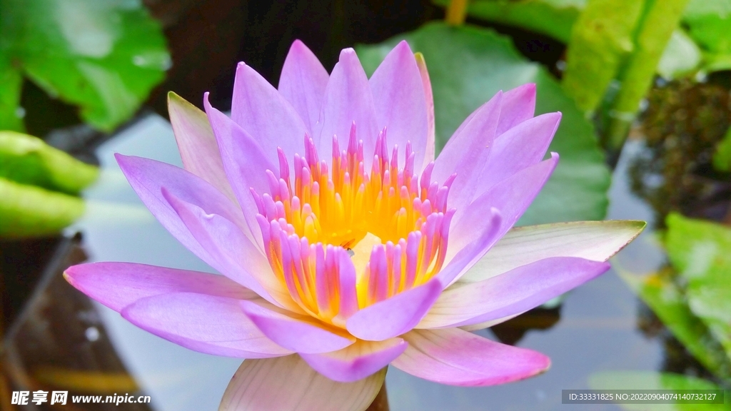 莲花