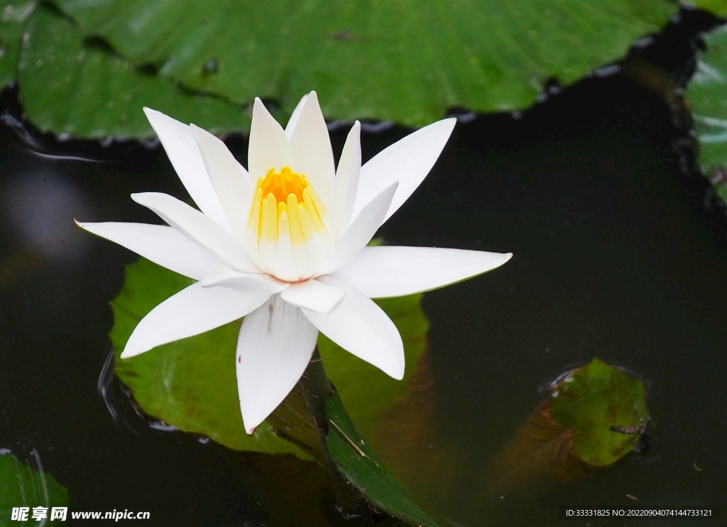 莲花
