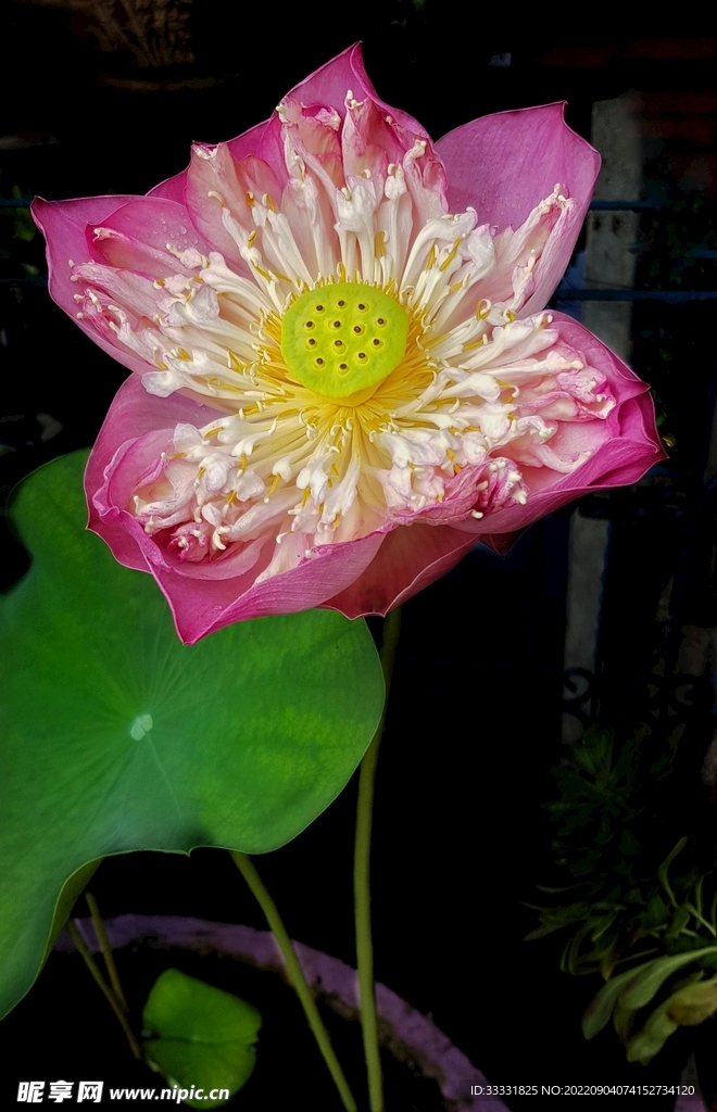 莲花