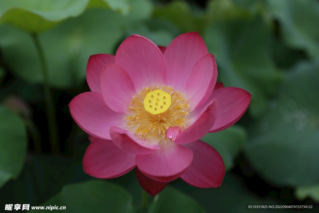 莲花