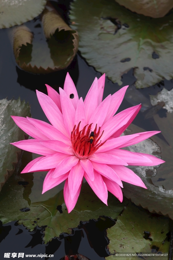 莲花