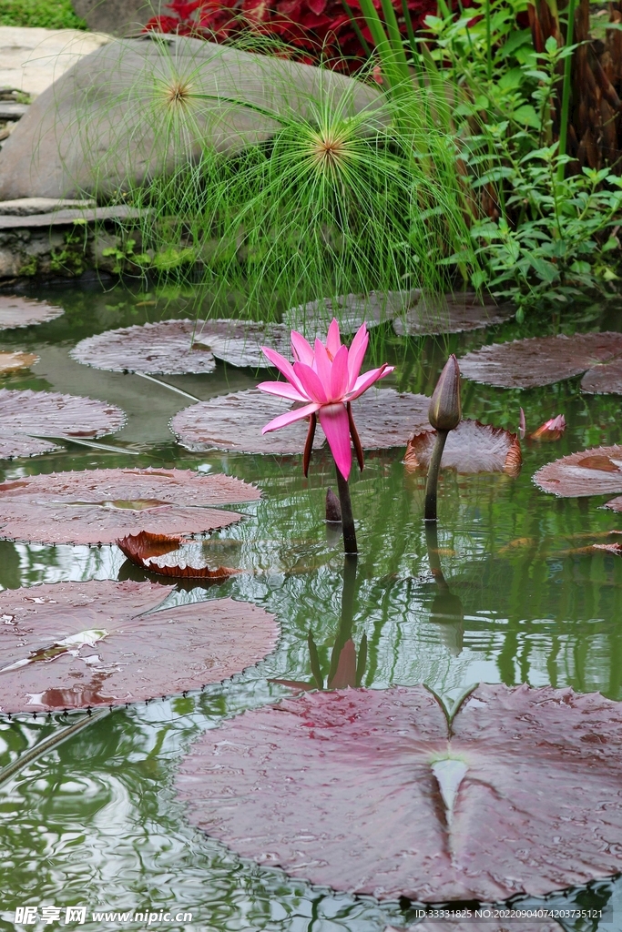莲花