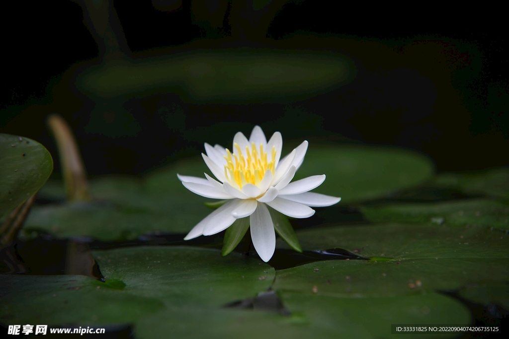 莲花