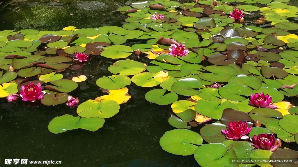 莲花