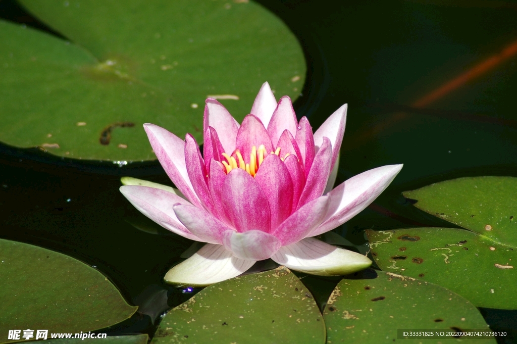 莲花