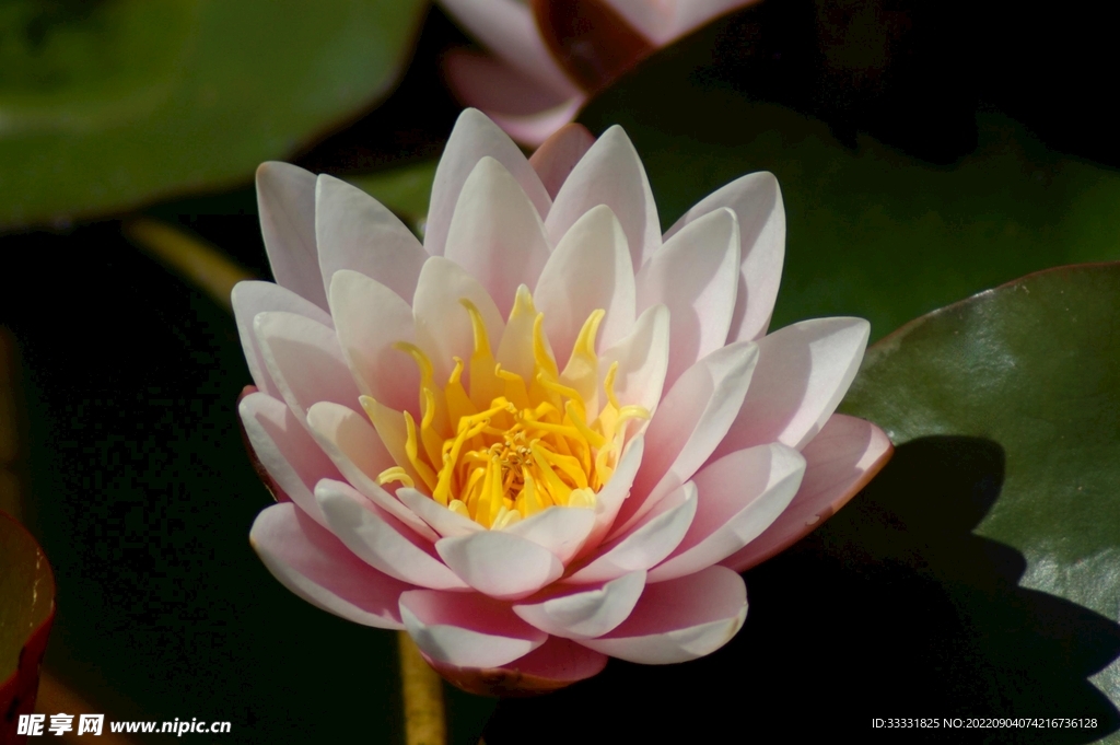 莲花