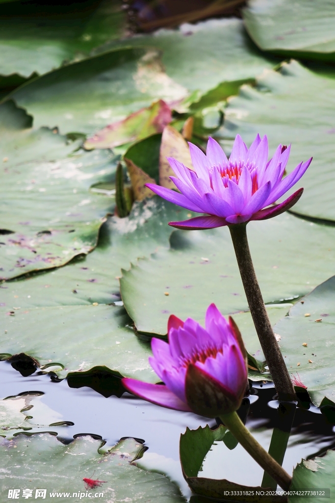 莲花