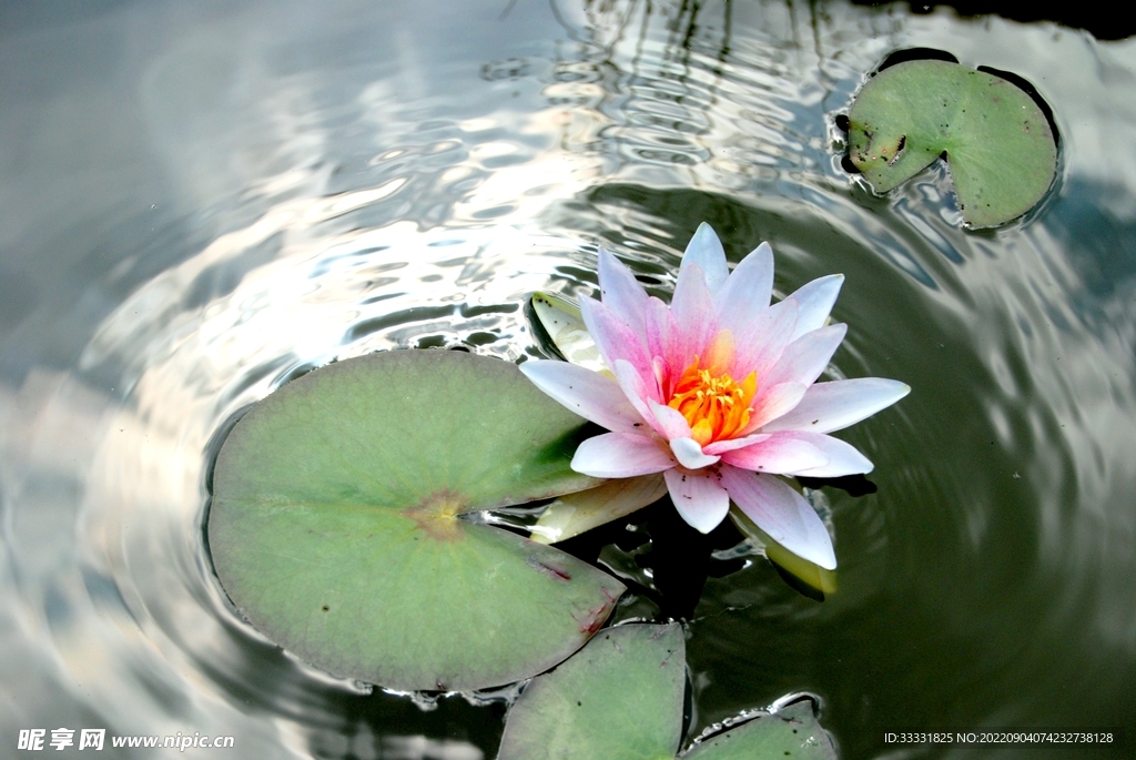 莲花