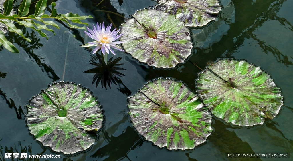 莲花