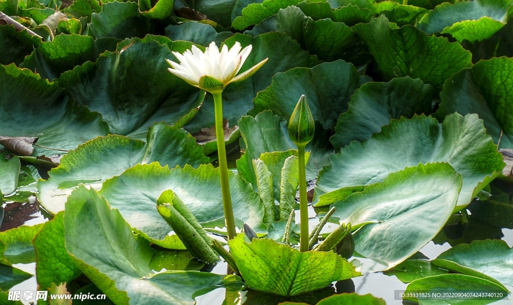 莲花