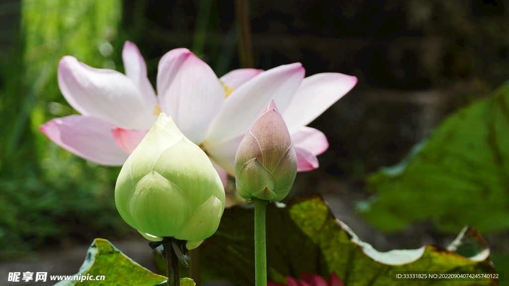 莲花