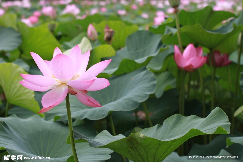莲花