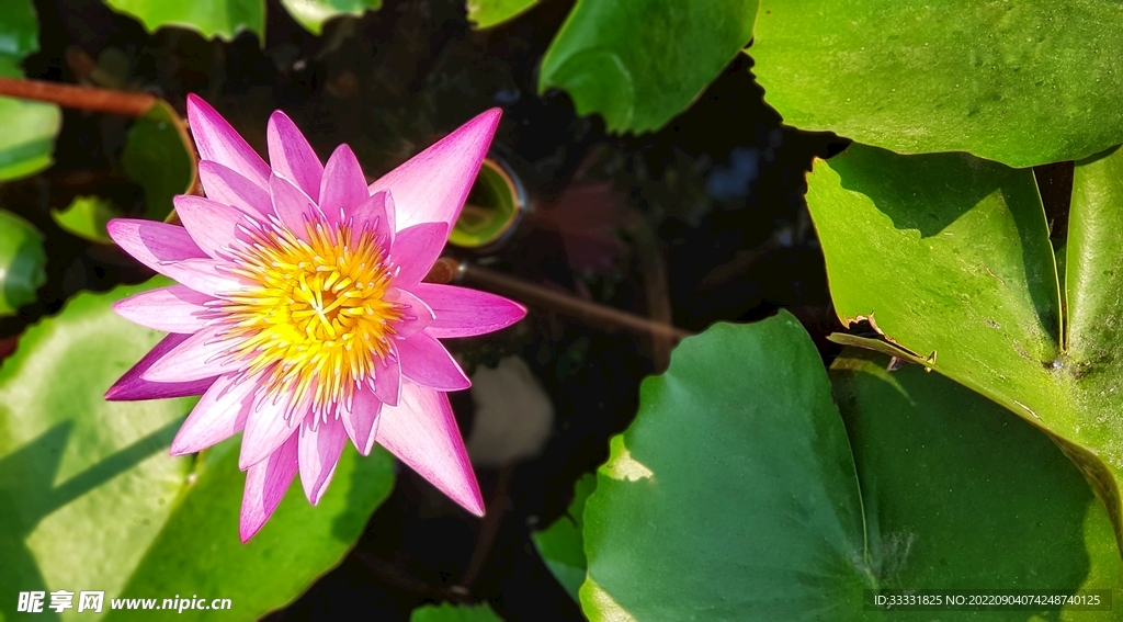莲花
