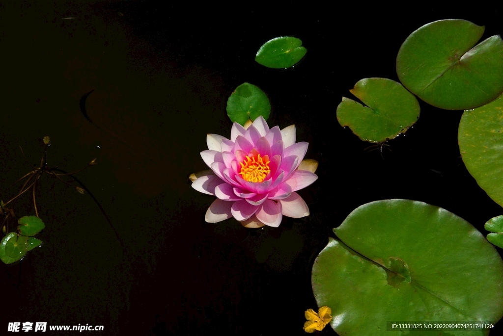 莲花