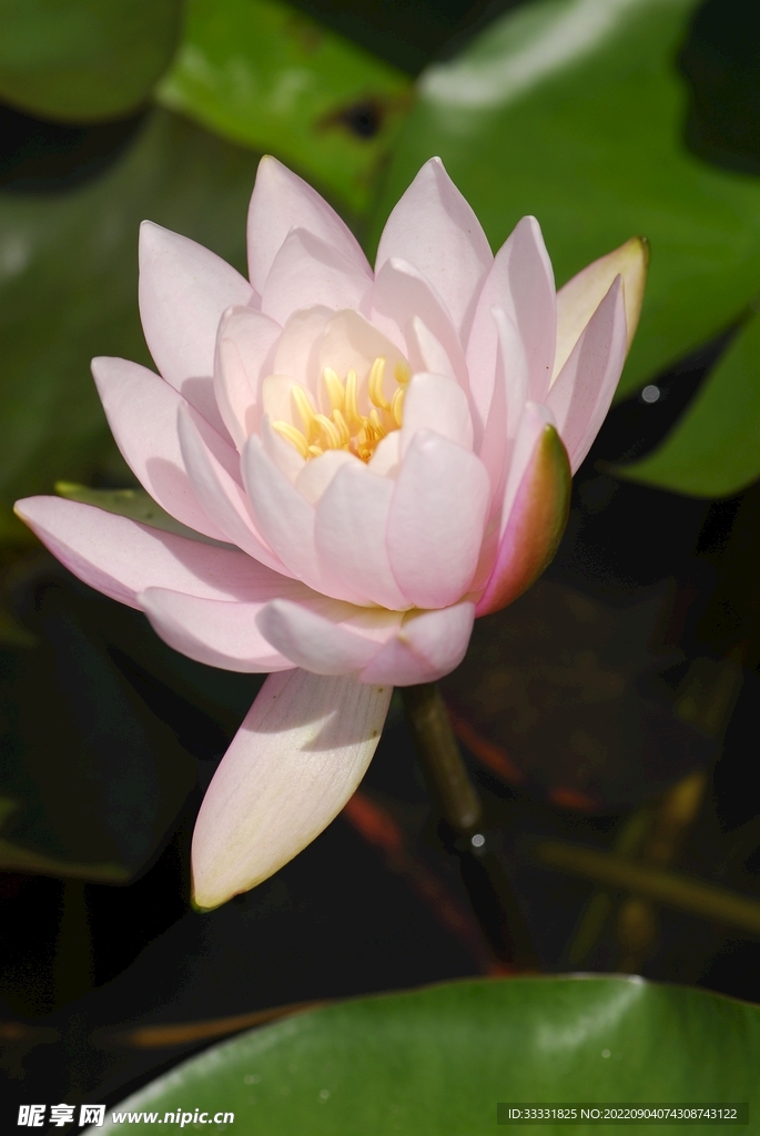 莲花