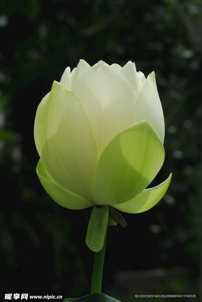 莲花