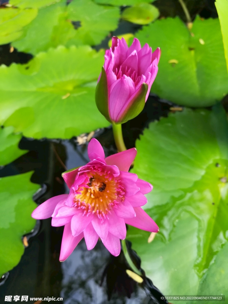 莲花