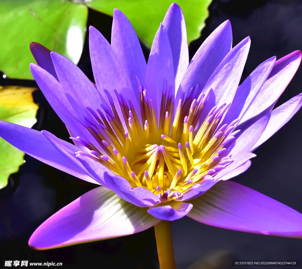 莲花