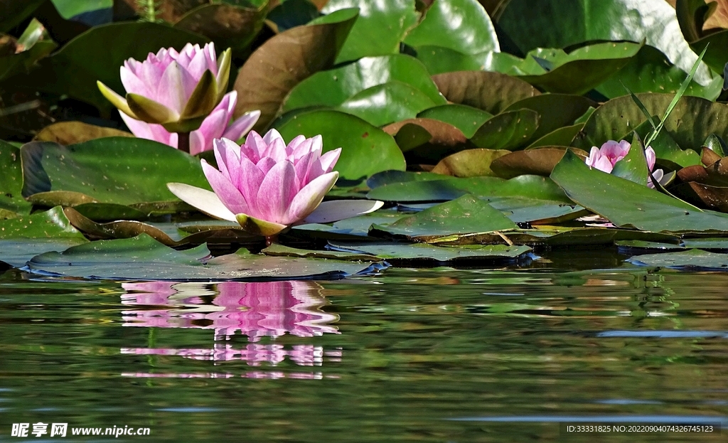 莲花
