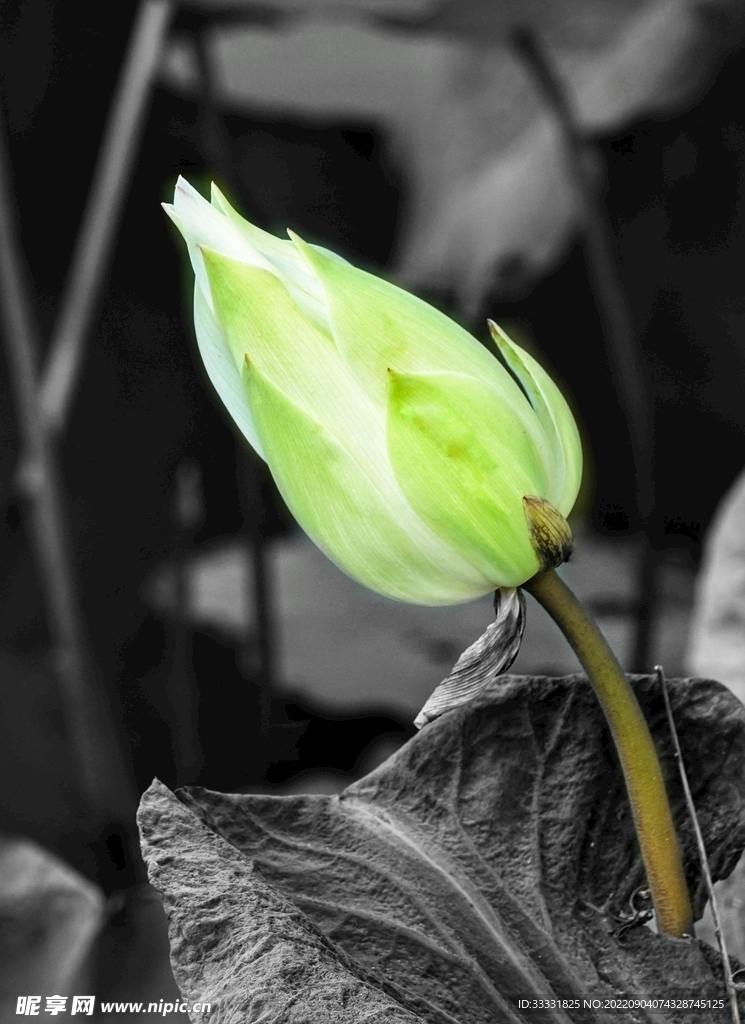莲花
