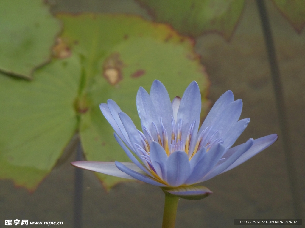 莲花