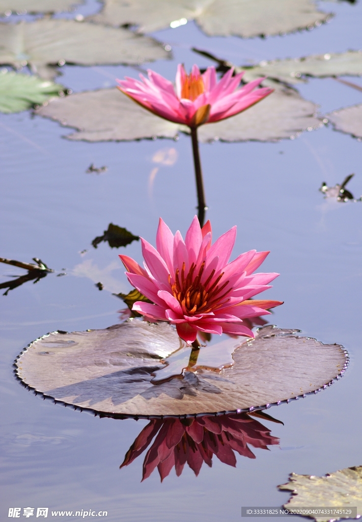 莲花