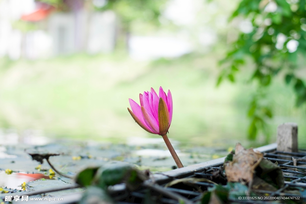 莲花